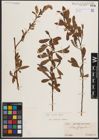 Foto von Salix excelsa S. G. Gmel.